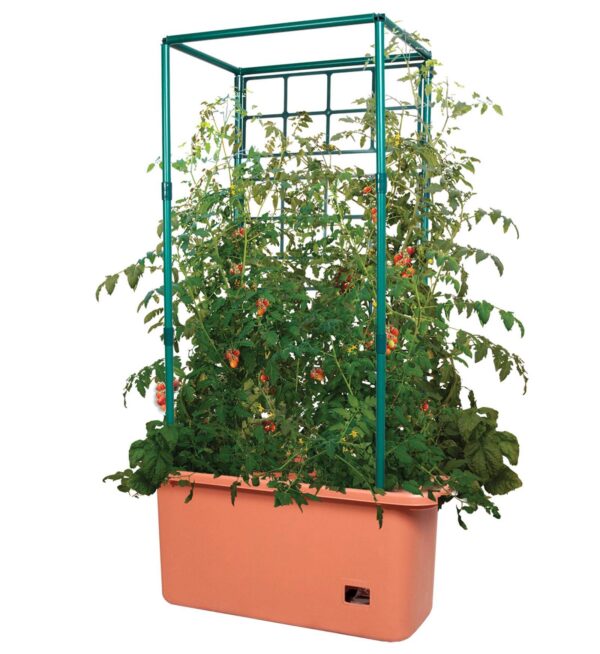 10 Gal Tomato Trellis Self Watering Grow System on Wheels (3 Pack) - Image 2